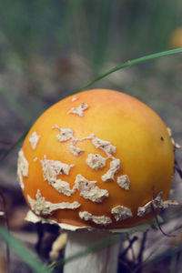 Close-up of orange pumpkin