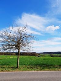 Bare tree on field against sky