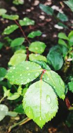 Close-up of insect on leaf