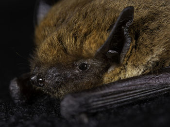 European bat kuhl's pipistrelle pipistrellus khulii on a black backround