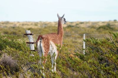 Guanaco standing on field against sky