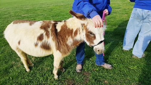 Low section of people with miniature donkey on field