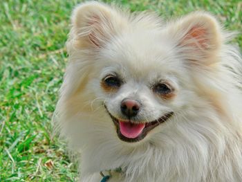 A little white pomeranian shih tzu cross dog