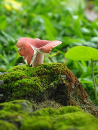 Close-up of mushroom growing on plant