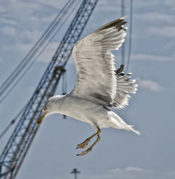 Low angle view of seagulls against sky
