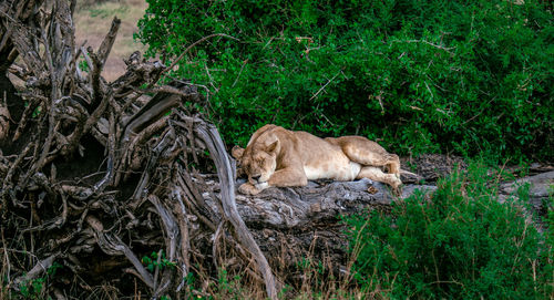 Cat sleeping in a forest