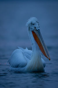 Pelican swimming in sea