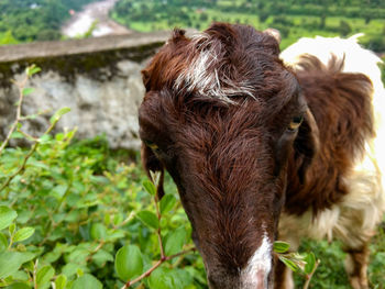 Close-up of horse standing on field