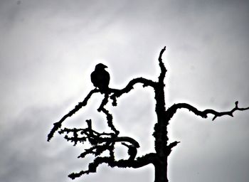 Low angle view of silhouette bird perching on branch against sky