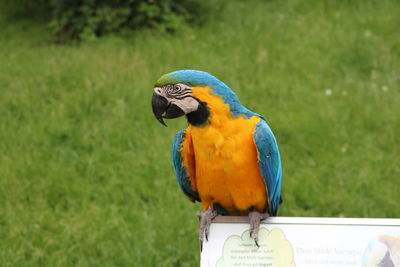 Close-up of a bird