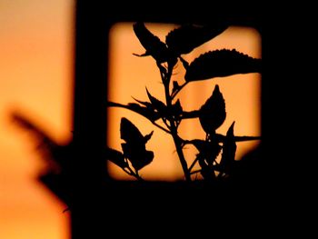 Close-up of silhouette plant