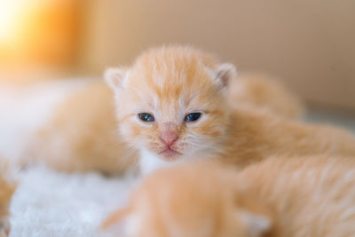 Newborn baby red cat sleeping on funny pose group of small cute ginger kitten comfortable pets sleep