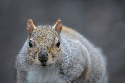 Close-up of alert squirrel