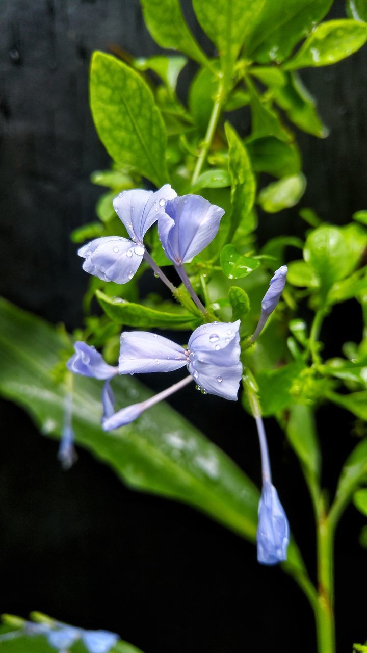 CLOSE-UP OF PURPLE FLOWERING PLANT WITH LEAF