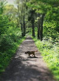 animal themes