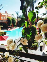 View of swimming pool against trees