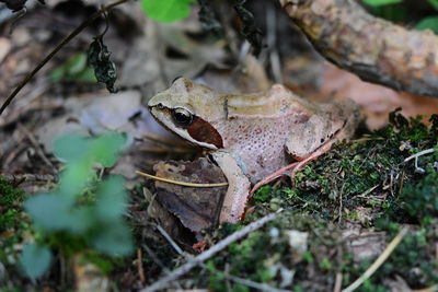 Close-up of frog on field