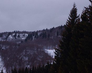 Trees in forest against sky during winter