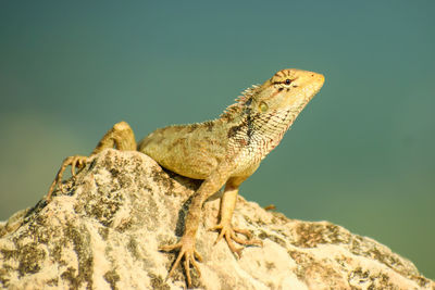 Close-up of a lizard on rock  . 