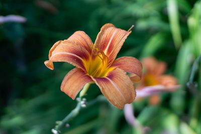 Close-up of orange day lily