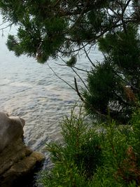 View of trees in pond