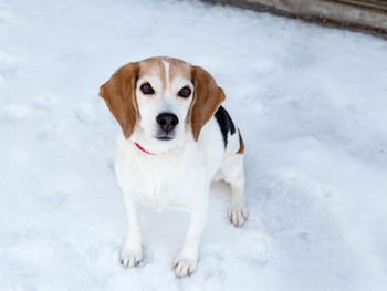 Portrait of dog standing on snow