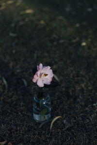 Close-up of pink flower on field