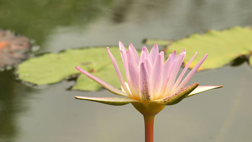 Close-up of lotus water lily in lake