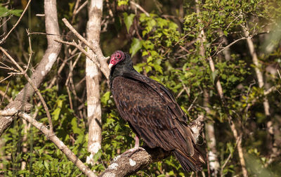 Turkey vulture cathartes aura perches on deadwood in a marsh in the crew bird rookery in naples