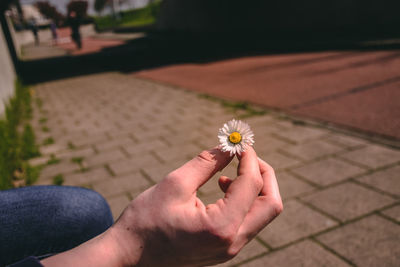 Cropped hand of person holding flower on footpath