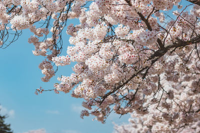 Low angle view of cherry blossoms against sky