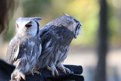 Close-up of birds perching on wood