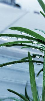 Close-up of wet plants