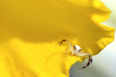 Close-up of spider on daffodil