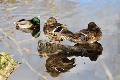 Duck swimming in lake