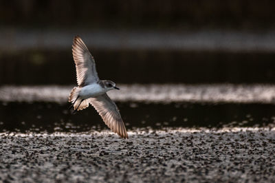 Close-up of seagull flying