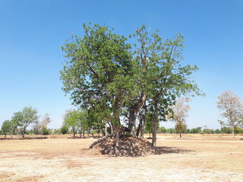 Trees on field against clear blue sky