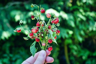 Hand holding red flowering plant