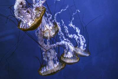 Jellyfish swimming in sea