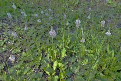 High angle view of flowering plants on land