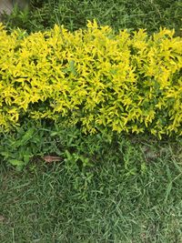 Close-up of yellow flowers growing in field