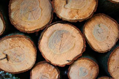 Full frame shot of logs in forest