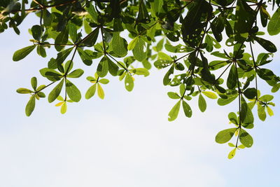 Low angle view of tree against sky