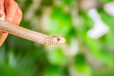 Close-up of a lizard on a hand