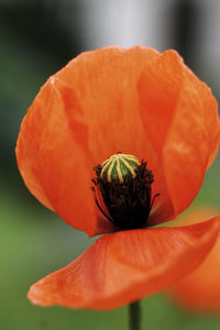 Close-up of orange flower