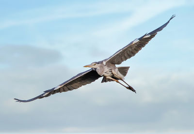 Low angle view of eagle flying in sky