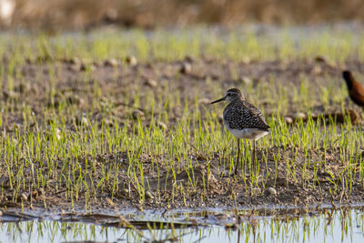 Bird perching on a land