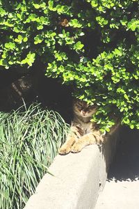 Plants growing on tree