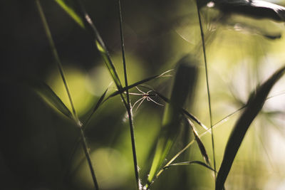 Close-up of fresh green plant in field