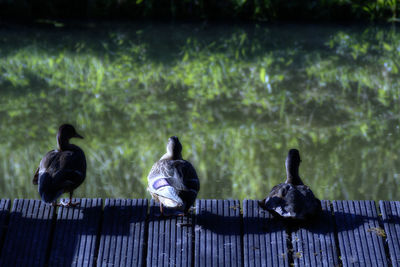 Birds perching on lake